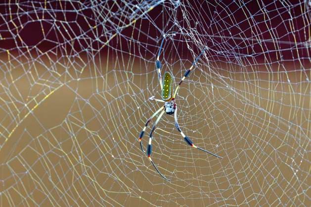 Creative Highlights World Goldene Seidenspinne (Trichonephila clavipes Nephila clavipes), Weibchen sitzt in ihrem Netz, Costa Rica, Limon, Tortuguero Nationalpark golden-silk spider, golden silk orbweaver (Trichonephila clavipes Nephila clavipes), female in web, Costa Rica, Limon, Tortuguero National Park BLWS731082 *** Golden Silk spider Trichonephila clavipes Nephila clavipes , Female sits in their Net, Costa Rica, Limon, Tortuguero National Park Golden Silk spider, Golden Silk orbweaver Trichonephila clavipes Nephila clavipes , Female in web, Costa Rica, Limon, Tortuguero National Park BLWS731082 Copyright: xblickwinkel M.xWoikex
