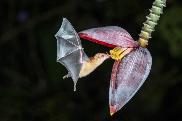 Creative Highlights World Orangefarbene Nektarfledermaus (Lonchophylla robusta), fliegt vor Bananenbluete und saugt Nektar, Costa Rica, Boca Tapada orange nectar bat (Lonchophylla robusta), flies in front of banana blossom and sucks nectar, Costa Rica, Boca Tapada BLWS731134 *** Orange Nectar bat Lonchophylla Robusta , flies before Bananenbluete and sucks Nectar, Costa Rica, Boca Tapada Orange Nectar Bat Lonchophylla Robusta , FLIES in Front of Banana Blossom and SUCKS nectar, Costa Rica, Boca Tapada BLWS731134 Copyright: xblickwinkel M.xWoikex
