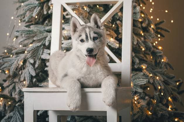 Schwarzer und weißer Husky Welpe liegt auf einem weißen Holzstuhl vor dem Hintergrund eines Weihnachtsbaums mit festlichen Lichtern Black and white husky puppy is lying on a white wooden chair against the background of a Christmas tree with festive lights Copyright: imageBROKER SofiiaxPotanina ibxiqx14032960.jpg
