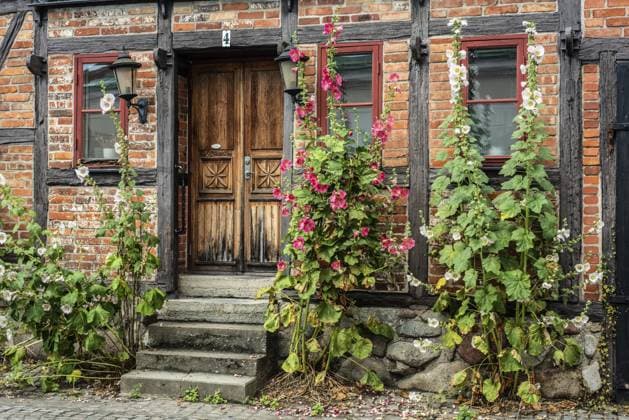 Stockrosen (Alcea rosea) an einem der Straße zugewandten Tor eines Fachwerkhauses in Ystad, Provinz Skane, Schweden, Skandinavien Hollyhocks (Alcea rosea) at a gate in a half-timbered house facing the street in Ystad, Skane County, Sweden, Scandinavia Copyright: imageBROKER AlfxJönsson ibxjon14326433.jpg