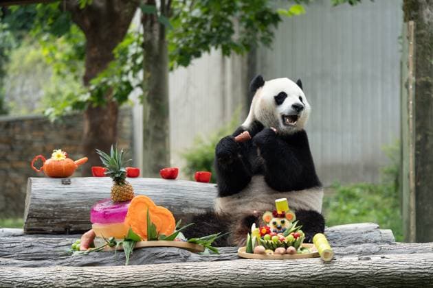 Entertainment Bilder des Tages (250717) -- CHENGDU, July 17, 2025 -- The giant panda Xiao Qiji enjoys delicacies at the Shenshuping giant panda base of Wolong National Nature Reserve in southwest China s Sichuan Province, July 17, 2025. A giant panda birthday season event, hosted by the China Conservation and Research Center for Giant Panda, was held here on Thursday. The much-anticipated giant pandas, including Fubao and Xiao Qiji, met the public and enjoyed delicacies such as carrots, watermelons, etc. ) CHINA-SICHUAN-GIANT PANDAS-BIRTHDAY PARTY (CN) XuexChen 