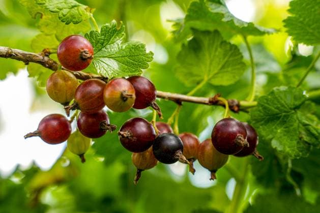 Ribes uva-crispa. Eine Nahaufnahme von reifen Stachelbeeren mit Blättern an einem Strauch im Garten. *** Ribes uva crispa a Close-up from Tyres Gooseberries with Browse to a Bush at Garden 1133300872