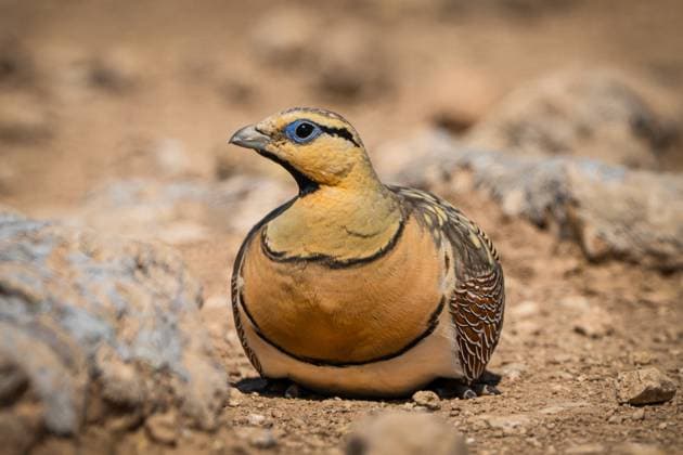 Creative Highlights World Euphrates River serves habitat for wildlife SANLIURFA, TURKIYE - JUNE 22: A view of a pin-tailed sandgrouse in its natural habitat in Sanliurfa, Turkiye on June 22, 2025. Known for its desert climate, the southeastern city draws attention not only with its history but also with its unique geographical structure and wildlife diversity. While various bird and wild animal species have been observed in the region, the Euphrates River plays a vital role in enriching the local ecosystem by providing water and shelter for wildlife. Alper Tuydes Anadolu Sanliurfa Turkey. Editorial use only. Please get in touch for any other usage.  Copyright: x2025xAnadoluxAlperxTuydesx