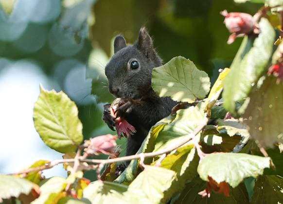 Entertainment Bilder des Tages 18.07.2025, Insekten und Tierwelt im Garten Muenchen, im Bild: Eichhoernchen mit Haselnuss *** 18 07 2025, Insects and wildlife in the Munich garden, in the picture squirrels with hazelnut