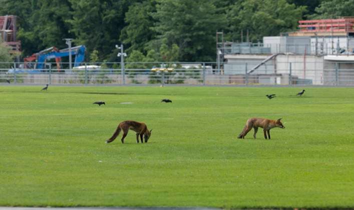 News Bilder des Tages Wilde Füchse im Kanzleramt 2025-07-17 Deutschland, Berlin Auf dem Rasen des Hubschrauberlandeplatzes im Garten des Kanzleramts tummeln sich ausgelassen zwei wilde Füchse. *** Wild foxes in the Chancellery 2025 07 17 Germany, Berlin Two wild foxes frolic on the grass of the helipad in the garden of the Chancellery