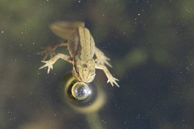 Creative Highlights World Ausgewachsener Teichmolch (Lissotriton vulgaris), der auf der Wasseroberfläche eines Teichs Luft holt, England, Großbritannien Smooth or Common newt (Lissotriton vulgaris) adult amphibian coming up to breath air on the water surface of a pond, England, United Kingdom Copyright: imageBROKER KevinxSawford ibxksa14335380.jpg