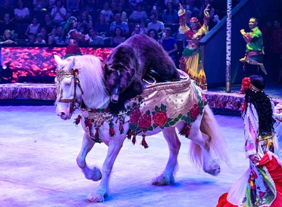 Russia Idol Circus Festival Gala 8968704 20.07.2025 The attraction of trained bears Gypsy wedding led by Alexey and Ekaterina Plotnikov (Russia) is performed during the gala show of the World Circus Arts Festival Idol 2025 at the Great Moscow Circus on Vernadsky Prospekt in Moscow, Russia. Ekaterina Chesnokova Sputnik Moscow Russia  Copyright: xEkaterinaxChesnokovax