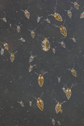 Creative Highlights World Gemeiner Wasserfloh, Gewoehlicher Wasserfloh (Daphnia pulex), zahlreiche, im Freiwasser schwebend, Deutschland, Bayern common water flea (Daphnia pulex), several, drifting in water, Germany, Bavaria BLWS730192 *** Common Water flea, Usual WASSERFLOH Daphnia Pulex , numerous, at Open water floating, Germany, Bavaria Common Water Flea Daphnia Pulex , several, drifting in water, Germany, Bavaria BLWS730192 Copyright: xblickwinkel A.xHartlx