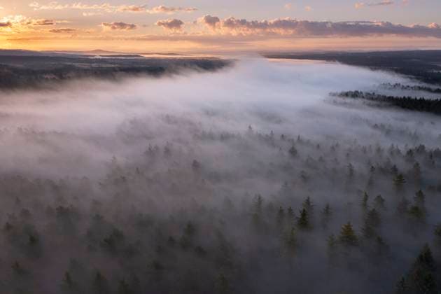 Aerial view of foggy forest at sunrise in autumn Oberpfalz Bavaria, RUEF04725