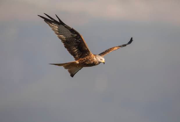 Red kite flying in the sky, ZCF01209