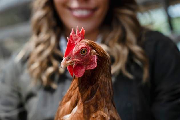 Creative Highlight Symbolbilder Woman holding chicken on farm during rural agritourism retreat model released, Symbolfoto property released, NDEF02546