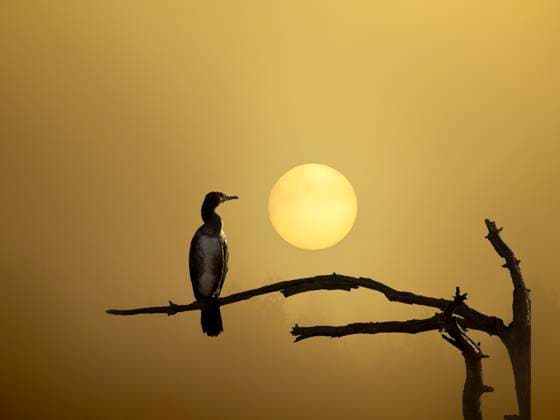 Creative Highlights World Cormorant perched on branch at sunrise in Schwenninger Moos spring, Villingen Schwenningen Baden-Württemberg Deutschland BSTF00279