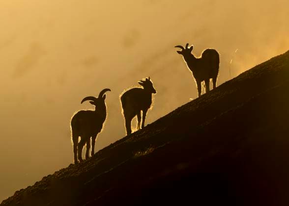 Creative Highlights World Blue sheep silhouettes at sunset in Hemis National Park Ladakh India, TOVF00374