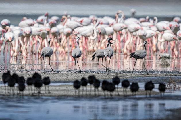 Creative Highlights World Wildlife in Konya, Turkiye??????? KONYA, TURKIYE - MAY 12: Flamingos and demoiselle cranes (Grus virgo) are seen in Kulu district in Konya, Turkiye on May 12, 2025. Konya Turkey. Editorial use only. Please get in touch for any other usage.  Copyright: x2025xAnadoluxAlperxTüydeÅüx