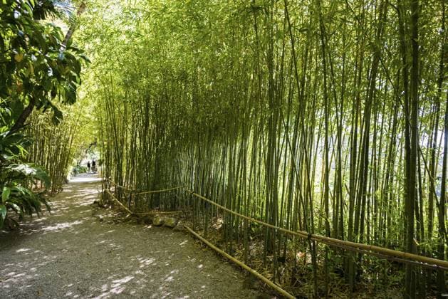 Park, Villa Ephrussi de Rothschild, Saint-Jean-Cap-Ferrat, Cap Ferrat, Alpes Maritimes, Provence Alpes Cote d Azur, Französische Riviera, Südfrankreich, Frankreich Park, Villa Ephrussi de Rothschild, Saint-Jean-Cap-Ferrat, Cap Ferrat, Alpes Maritimes, Provence Alpes Cote d Azur, French Riviera, South of France, France Copyright: imageBROKER DanielxSchoenen ibldjs14405383.jpg