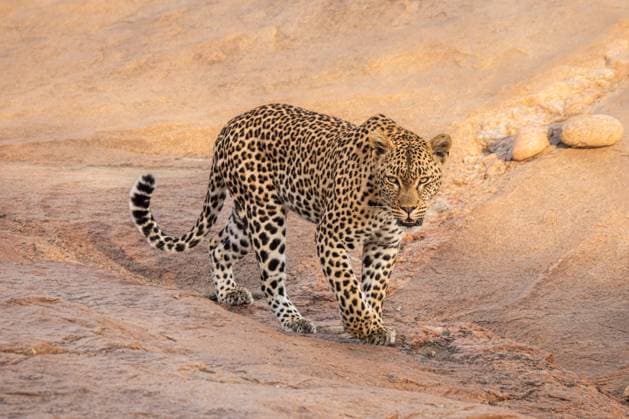 Leopard, Panthera pardus, female walking. Londolozi Game Reserve,South Africa,Leopard, Panthera pardus, female walking.  Leopard, Panthera pardus, female walking. RECORD DATE NOT STATED