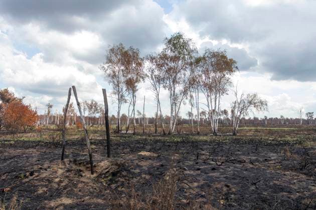 Bilder des Jahres 2025, News 07 Juli Sachsenforst lädt Pressevertreter zur Fotoberichterstattung nach Waldbrand in die Gohrischheide ein. *** Sachsenforst invites press representatives to Gohrischheide for photo reporting after forest fire