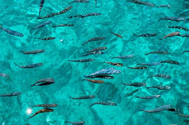 Creative Highlights World Bunte Fische schwimmen im klaren türkisfarbenen Wasser von Kreta, Griechenland, an einem sonnigen Tag Schools of vibrant fish glide through the pristine turquoise waters of Crete, Greece. (License=RF) Copyright: xZoonar.com Photographer:xAskoldsxBerowskisx 23758420