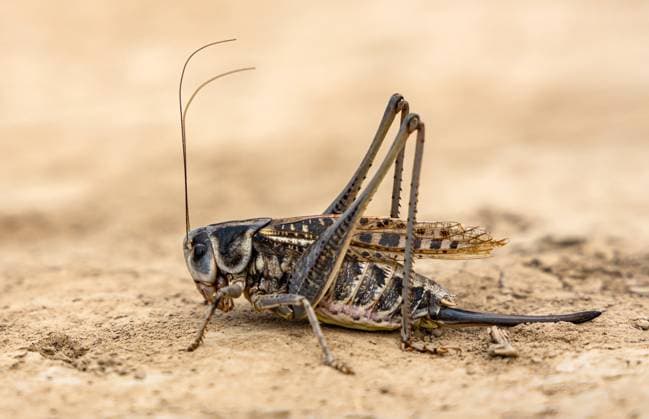 Creative Highlights World Grashüpfer mit langen Beinen, Nahaufnahme, auf sandigem Boden, Seitenansicht Grasshopper with long legs close-up, on sandy ground, side view. (License=RF) Copyright: xZoonar.com YAKIMENKOxEKATERINAx 23759173