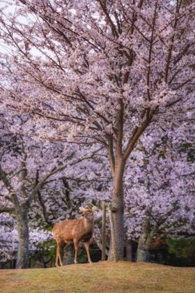 Sakura trees in Japan adorned the city s parks and gardens with vibrant colors TOKYO, JAPAN - APRIL 03: A view of the sakura (Cherry Blossom) trees, known as the harbinger of spring, on April 03, 2025 in Tokyo, Japan. The cherry blossom trees, known as sakura and closely associated with Japan, attract attention with their pink flowers in parks and gardens across the country. Tokyo Japan. Editorial use only. Please get in touch for any other usage.  Copyright: x2025xAnadoluxFatihxGönülx