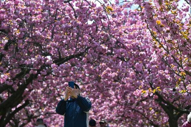Cherry blossoms in full bloom at Greenwich Park as spring arrives in London LONDON, UNITED KINGDOM - APRIL 16: People spend time in Greenwich Park where cherry blossom trees bloom with the arrival of spring in London, United Kingdom on April 16, 2025. Greater London Ingiltere. Editorial use only. Please get in touch for any other usage.  Copyright: x2025xAnadoluxRaÅüidxNecatixAslÄ±mx