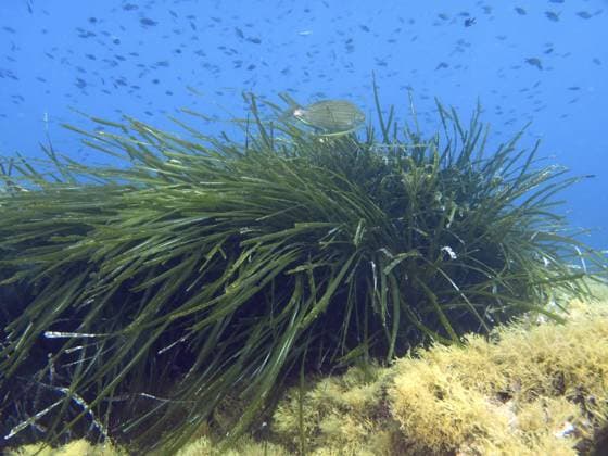Creative Highlights World Ein Fisch schwimmt über dichtes Seegras, Neptunsgras (Posidonia oceanica), auf dem Boden im Mittelmeer bei Hyères, Tauchplatz Halbinsel Giens, Provence Alpes Côte d Azur, Frankreich A fish swims over dense seagrass, Neptune grass (Posidonia oceanica), on the bottom in the Mediterranean Sea near Hyères, dive site Peninsula Giens, Provence Alpes Côte d Azur, France Copyright: imageBROKER RolfxvonxRiedmatten ibxrvo14364732.jpg