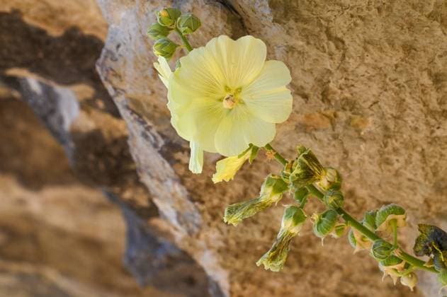 Creative Highlights World RUSSIA, KRASNODAR REGION - JULY 27, 2025: A flower grows on the face of a rock in the village of Mezmay, Apsheronsky District. Igor Onuchin TASS  82789866