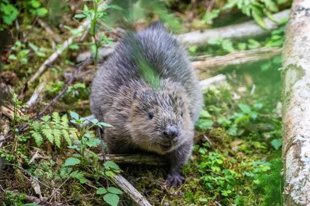 Biber Ein Babybiber, ungefähr 3 Monate alt, auf Futtersuche. Die streng geschütze Tierart, lebt im Oberallgäu an langsam fließenden und stehenden Gewässern mit Gehölzen nahe dem Ufer. Dadurch schafft er nicht nur sich, sondern auch vielen Pflanzen und Tieren einen geeigneten Lebensraum. Ofterschwang Bayern Germany Oberallgäu *** Beaver A baby beaver, about 3 months old, looking for food The strictly protected animal species lives in the Oberallgäu on slow-flowing and stagnant waters with wooded areas close to the banks This creates a suitable habitat not only for itself, but also for many plants and animals Ofterschwang Bavaria Germany Oberallgäu