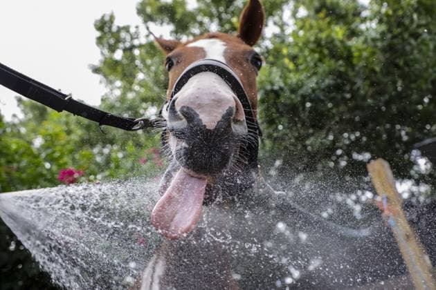 July 28, 2025, Largo, Florida, USA: Dior, a warmblood stabled at Hasenbeck Equestrian in Largo, laps up hose water while being cooled down by trainer Savanna Kolosna, 18, of Seminole, on Monday, July 28, 2025, to protect the horse from heat stress during the 100Â°F+ temperatures gripping the Tampa Bay area. Spraying horses with cool water after riding or during extreme heat is a standard method to help lower their core body temperature and prevent dehydration and overheating. Largo USA - ZUMAs70_ 20250728_zan_s70_088 Copyright: xDouglasxR.xCliffordx