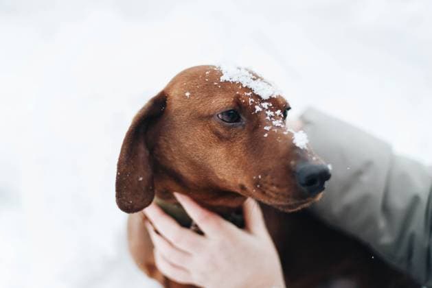 Creative Highlight Symbolbilder woman petting dog in snowy park R_INCH210305B-671686-01