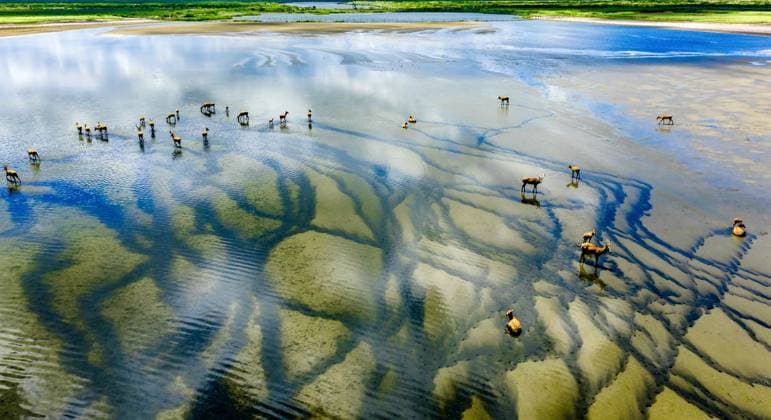YANCHENG, CHINA - JULY 29: Aerial view of a herd of milu deer, or elk, a national first-class protected species, wandering on the wetland in Tiaozini Scenic Area on July 29, 2025 in Yancheng, Jiangsu Province of China. The Tiaozini Wetland offered a breathtaking ecological landscape, full of life and natural beauty in summer.  Copyright: xVCGx 111582372250