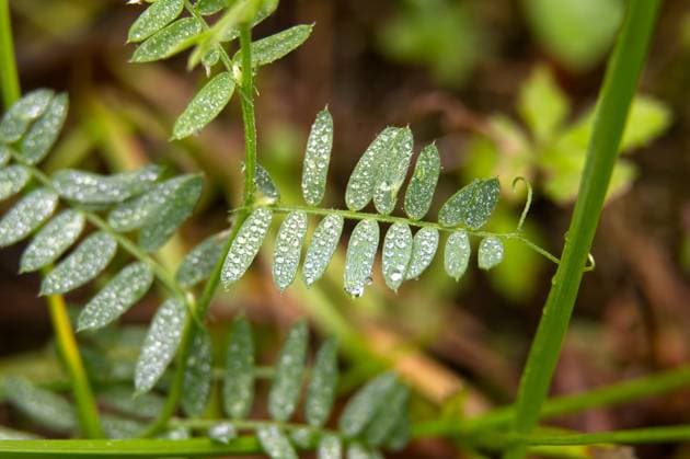 IMAGO Creative, Jahreszeit Sommer, Regen, Sommerregen Grüne Blätter mit Wassertropfen, eine perfekte Aufnahme der Schönheit der Natur. Close-up of vibrant green leaves covered in water droplets, showcasing natural beauty. (License=RF) Copyright: xZoonar.com NerijusxLiobex 23823047