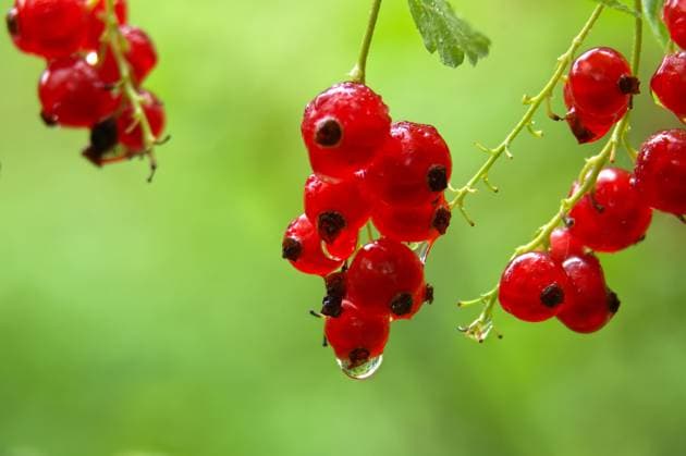 IMAGO Creative, Jahreszeit Sommer, Regen, Sommerregen Frische, reife rote Johannisbeeren, die von Regentropfen auf einem verschwommenen grünen Hintergrund glitzern. Close-up of vibrant red currants with water droplets on them against a blurred green background. (License=RF) Copyright: xZoonar.com NerijusxLiobex 23827603