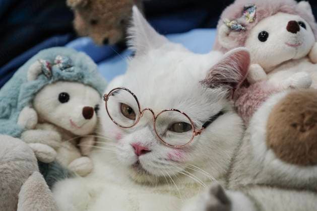 Pet Expo Thailand 2025. A cat wears glasses during the Pet Expo Thailand 2025 at the Queen Sirikit National Convention Center in Bangkok, Thailand, on August 3, 2025. Bangkok Bangkok Thailand  Copyright: xAnusakxLaowilasx originalFilename: laowilas-notitle250803_nprEc.jpg