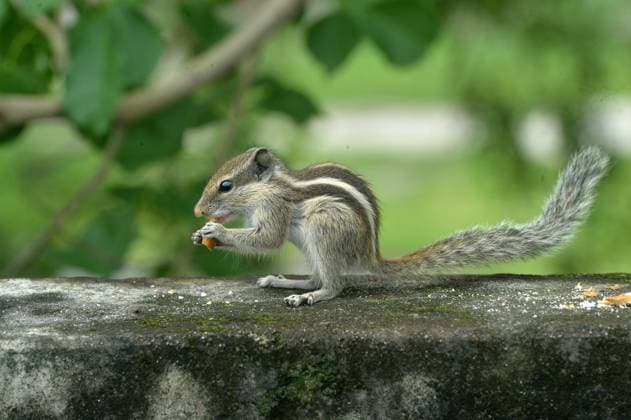 Entertainment Themen der Woche KW32 August 4, 2025, Siliguri, West Bengal, India: A Squirrel eats food while it sits on a wall near a tree in Siliguri. Siliguri India - ZUMAd209 20250804_znp_d209_004 Copyright: xDiptenduxDuttax