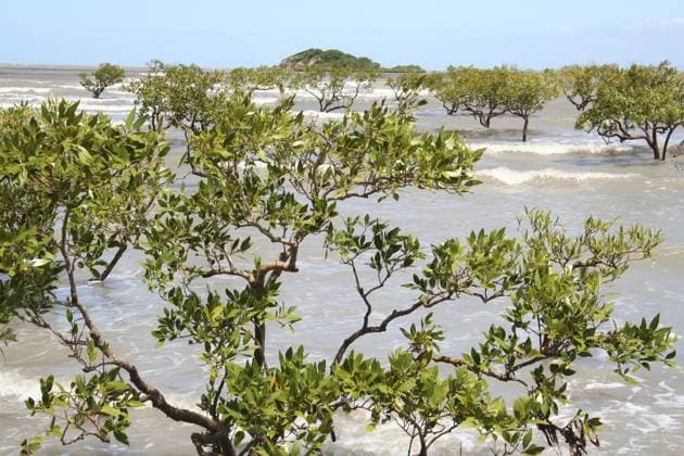 Mangrove im Meer Mangrove in the sea Copyright: imageBROKER SunbirdxImages iblmup13589417.jpg