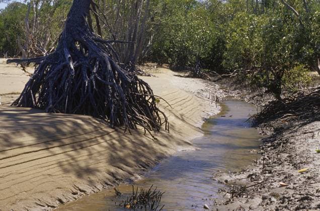 Mangroven im Conway Nationalpark Mangroves in Conway National Park Copyright: imageBROKER SunbirdxImages iblmup13595853.jpg