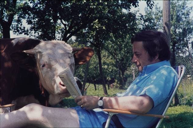Kühe Deutschland 20230101, Aufnahme ca.1960, Kühe im Urlaub *** Cows Germany 20230101, photo ca 1960, cows on vacation