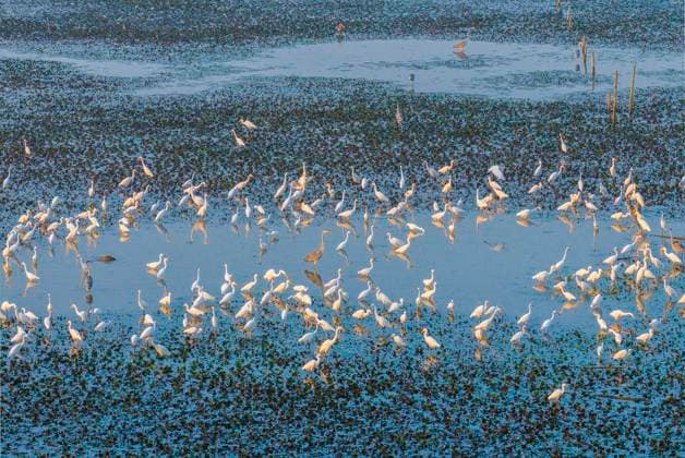 Entertainment Themen der Woche KW32 Hongze Lake Wetland Blooming Lotus Flower Egrets SUQIAN, CHINA - AUGUST 4, 2025 - Egrets are playing among the blooming lotus flowers in the Linhuai section of Hongze Lake Wetland at Sihong County, Suqian City, Jiangsu Province, China on August 4, 2025. Suqian Jiangsu China  Copyright: xCFOTOx i1754402487412