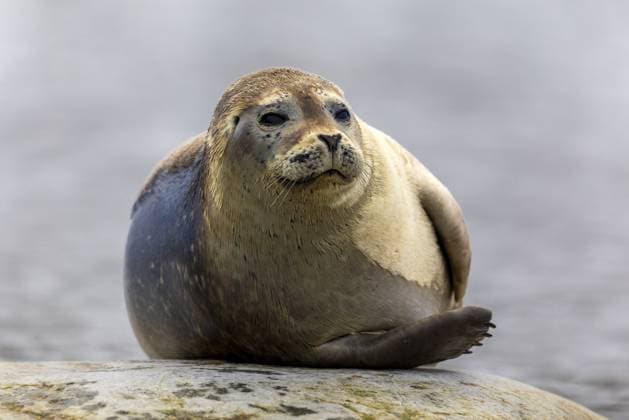 Seehund (Phoca vitulina) liegt auf Stein im Wasser, Säugetiere (Mammalia), Gravnesodden, Spitzbergen, Svalbard Harbour seal (Phoca vitulina) lying on a stone in the water, Mammals (Mammalia), Gravnesodden, Spitsbergen, Svalbard Copyright: imageBROKER WolfgangxVeeser ibxwve14538217.jpg