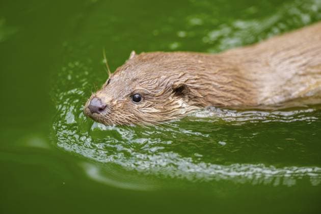 Fischotter (Lutra lutra) schwimmt im Wasser, Bayern, Deutschland Eurasian otter (Lutra lutra) swimming in the water, Bavaria, Germany Copyright: imageBROKER Davidx&xMichaxSheldo ibxshe14533419.jpg