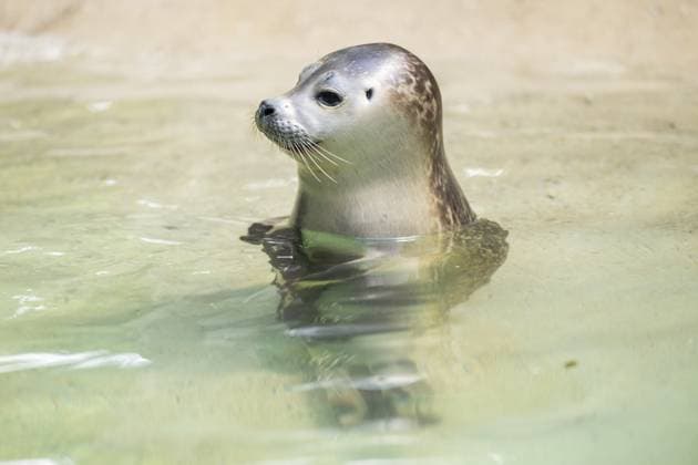 Seehund (Phoca vitulina) schwimmt im Wasser, captive, Zoo Augsburg, Deutschland Seal (Phoca vitulina) swimming in the water, captive, Zoo Augsburg, Germany Copyright: imageBROKER Davidx&xMichaxSheldo ibxshe14533917.jpg