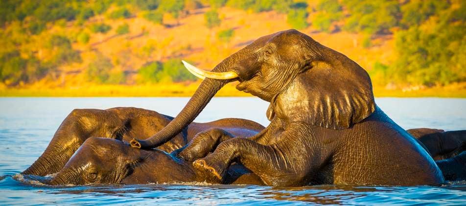 Elephant Herd Crossing Chobe River Herd of elephants swimming across the Chobe River in Botswana, Africa at sunset (Lice Elephant Herd Crossing Chobe River Herd of elephants swimming across the Chobe River in Botswana, Africa at sunset LicenseRF 9652103 Copyright: xZoonar.com TimxHesterx 9652103 Copyright: xIMAGO Zoonar.com TimxHesterx 1053904773st