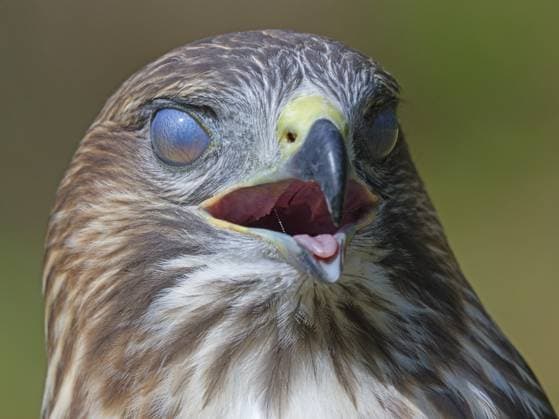 Bussard-Portrait mit geschlossenen Augen, Berlin, Deutschland Buzzard portrait with closed eyes, Berlin, Germany Copyright: imageBROKER HeckmannxDirk iblhdi14543941.jpg