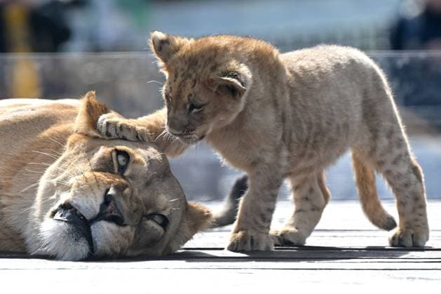 Entertainment Themen der Woche KW32 LION CUB CANBERRA ZOO, Mother lioness ˜Nairibi™ with with her lion cub Nyra at the National Zoo and Aquarium in Canberra, Thurday, August 8, 2025. ( NO ARCHIVING CANBERRA AUSTRALIAN CAPITAL TERRITORY AUSTRALIA  Copyright: xMICKxTSIKASx 20250808155738231360
