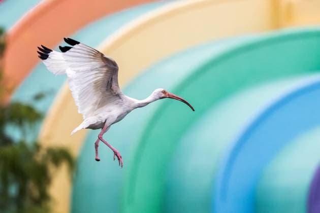 Entertainment Themen der Woche KW32 Bird Missing A Foot Captured In Flight A one-footed white ibis flies over Lake Eola in Orlando, Florida. Orlando Florida United States  Copyright: xRonenxTivonyx originalFilename: tivony-birdmiss250807_npU7j.jpg