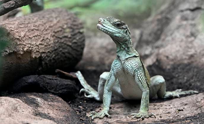 News Themen der Woche KW32 Toerism In The Antwerp Zoo Antwerpen, Belgium - August 7 A lizzard is pictured at Antwerp ZooThe zoo opened on 21 July 1843, making it the oldest zoo in Belgium and one of the oldest zoos in the world..on August 07, 2025 in Antwerpen, Belgium, 07 08 2025 Antwerpen Belgium  Copyright: xBertxVanxDenxBrouckex