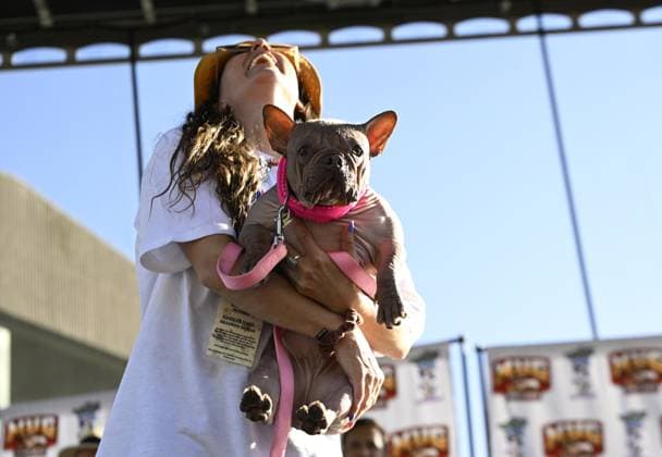 News Themen der Woche KW32 World s Ugliest Dog contest in California SONOMA COUNTY, CALIFORNIA - AUGUST 8: Petunia was crowned as the winner of the 2025 World s Ugliest Dog contest with her owner Shannon Nyman by her side and was awarded $5,000 on August 8, 2025 at Sonoma County Event Center in Santa Rosa, California, United States. Tayfun Coskun Anadolu California United States. Editorial use only. Please get in touch for any other usage.  Copyright: x2025xAnadoluxTayfunxCoskunx