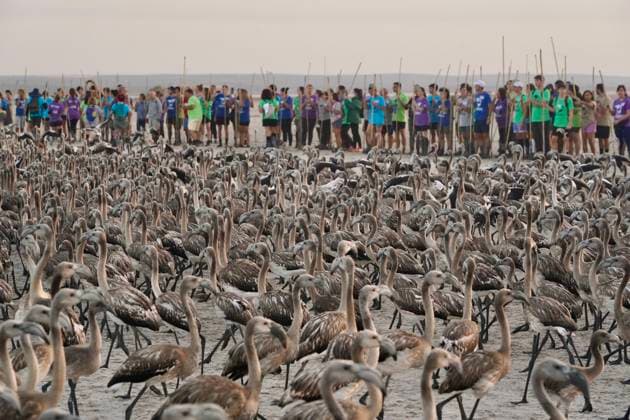 Entertainment Themen der Woche KW32 Banding of 600 flamingo chicks in the Laguna de Fuente de Piedra About 400 volunteers participate in the banding of about 600 flamingo chicks together with the Junta de Andalucía in the Laguna de Fuente de Piedra, on August 9, 2025 in Fuente de Piedra Málaga, Andalucía, Spain More than 22,700 flamingos were born this year in Andalucía During the morning of Saturday, August 9th, the Junta de Andalucía carried out the banding of some 600 flamingo chicks in one of the main conservation actions, research and environmental education in the Andalusian territory, in which nearly 400 volunteers have participated. The individual marking of the common flamingo chicks allows an exhaustive monitoring of the species on their reproductive behavior, thei  Copyright: xÃlexxZeax 6896521
