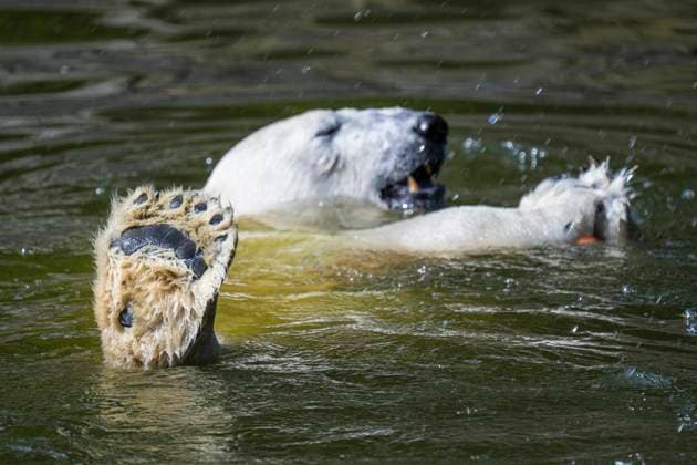 Entertainment Themen der Woche KW32 Ein Eisbär (Ursus maritimus) bei Sommerhitze im Wasser im Tierpark Berlin-Friedrichsfelde. *** A polar bear Ursus maritimus in the water in the summer heat at Tierpark Berlin Friedrichsfelde